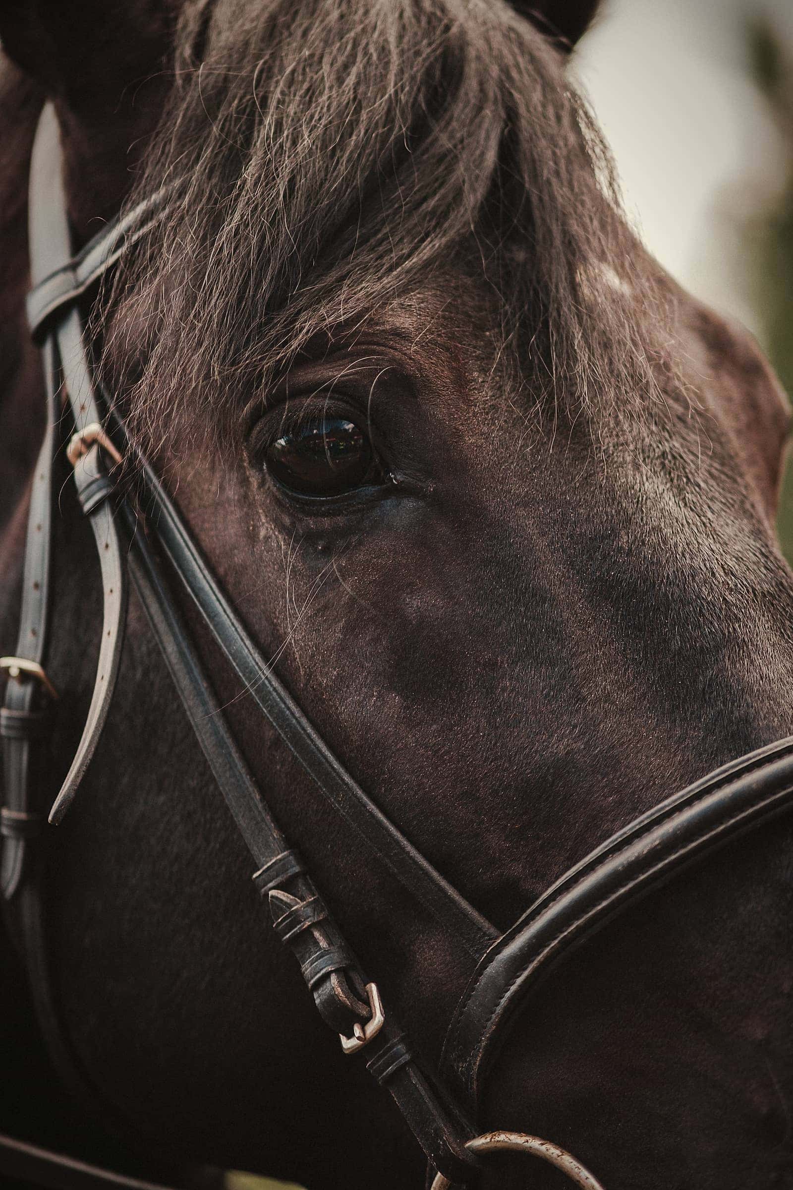 Detalle de un caballo con brida de cuero en luz baja